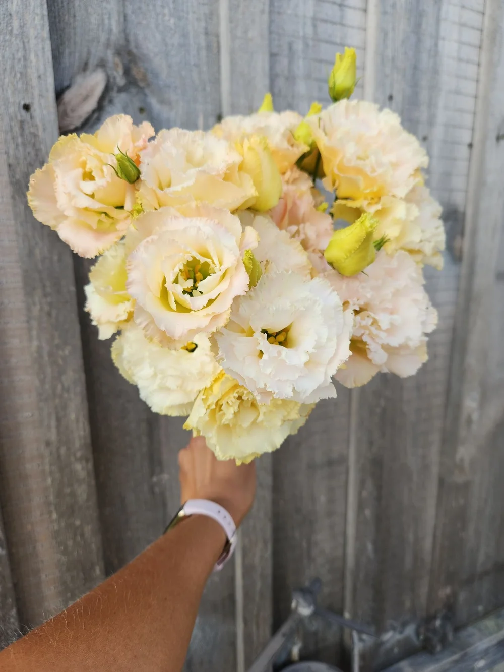 unoaウノア Victorian cats Framboise Cynthia Hart's Victoriana Cats: Basket of Mischief 1,000